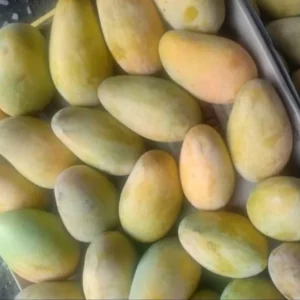 Mango | مانجو عويس