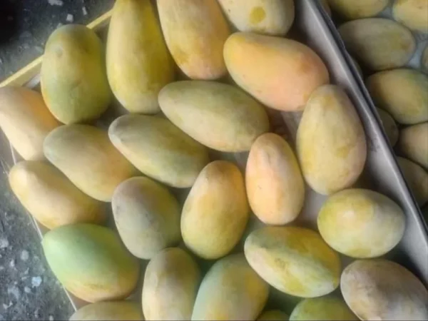 Mango | مانجو عويس